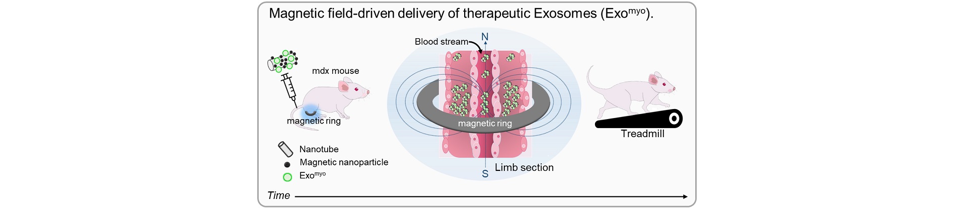 muscle in a magnetic field and exosomes injection