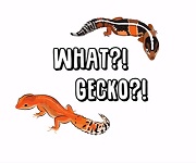 ECGecko, gecko inspired electrodes
