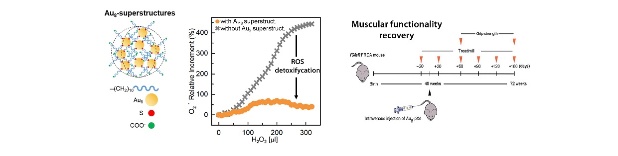 schema della nanoparticella e grafico del recupero delle funzionalità musculari