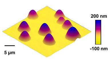 AFM di nanovescicole su una superficie