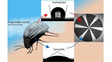 desert beetle, drops on surface