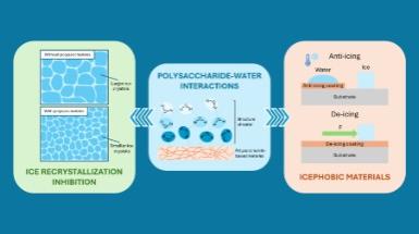 scheme of interaction between ice and polysaccharides