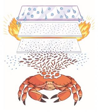 Credit: Heloise Chochois crabs and hydrophobic and trasparent coatings