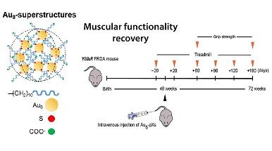 schema della nanoparticella e grafico del recupero delle funzionalità musculari